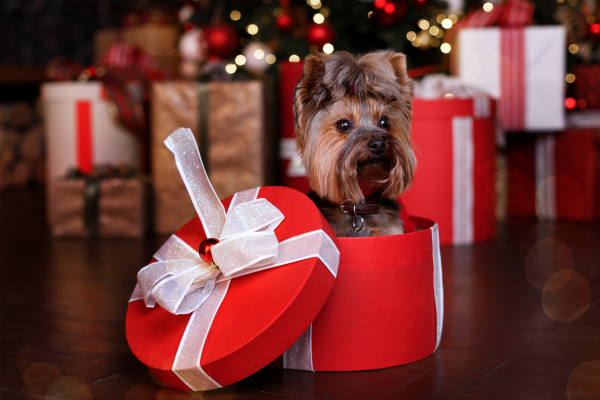 Pes jako dárek na Vánoce